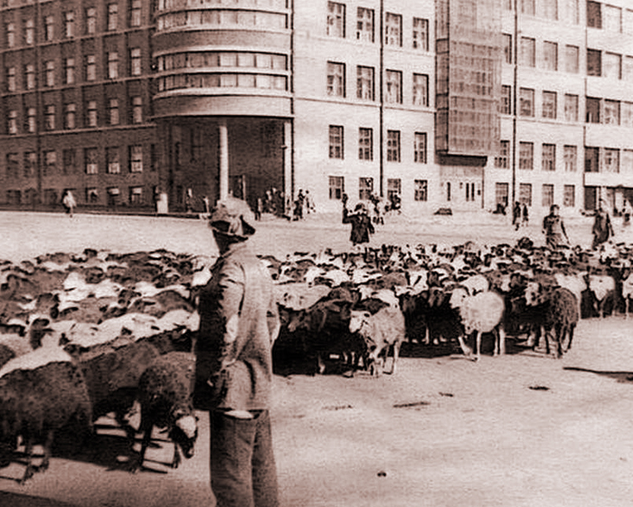 ДОМАШНИЕ ЖИВОТНЫЕ ДОМАШНИЕ ЖИВОТНЫЕ