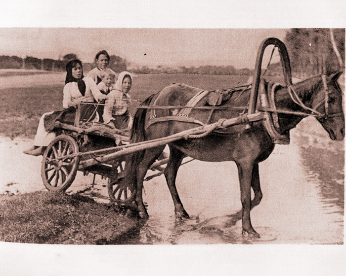 УПАВШАЯ ЛОШАДЬ УПАВШАЯ ЛОШАДЬ