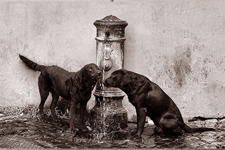 БРОДЯЧИЕ СОБАКИ И КИТАЙЦЫ БРОДЯЧИЕ СОБАКИ И КИТАЙЦЫ